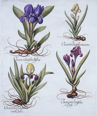 Iris nano variegato, iris nano malva, iris nano color crema, iris nano blu, da Hortus Eystettensis, di Basil Besler, pub. 1613 da German School